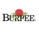 Burpee